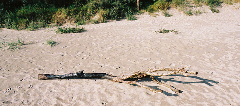 Driftwood